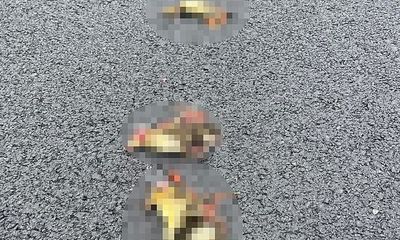 Đàn vịt bị ô tô cán chết khi qua đường, dấy lên tranh cãi 