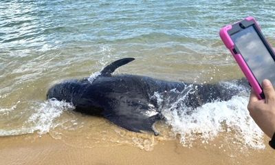 Giải cứu cá voi nặng 300kg mắc cạn ở bãi biển Quảng Ngãi