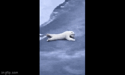 Video: Bật cười trước hành động kỳ quặc của con gấu Bắc Cực