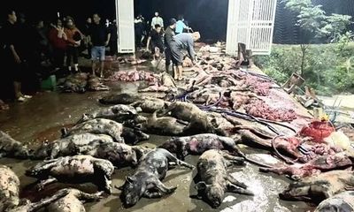 Nghệ An: Hoả hoạn khiến hơn 1.000 con lợn chết cháy, thiệt hại trên 1 tỷ đồng 