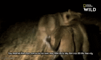 Video: Sư tử cái bỏ chạy trước vòng vây của linh cẩu 