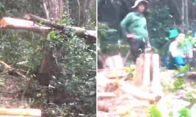 Gia Lai: Phát hiện lâm tặc ngang nhiên cưa hạ 125 cây gỗ rừng 