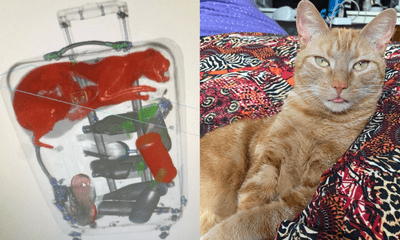 Cộng đồng mạng - Một con mèo được phát hiện trong vali ký gửi ở sân bay Mỹ