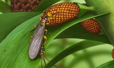 Phát hiện hóa thạch cổ nhất của loài côn trùng thụ phấn