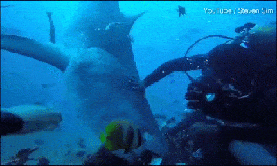 Video-Hot - Clip: Khi đang lặn dưới biển, du khách bị cá mập ngoạm đầu