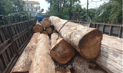 Khởi tố 2 đối tượng vận chuyển trái phép hàng chục mét khối gỗ