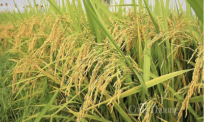 Giá gạo Việt Nam đang đứng đầu thế giới cao thế nào?