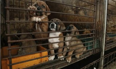 Người dân nuôi chó lấy thịt tại Hàn Quốc tuyên bố 