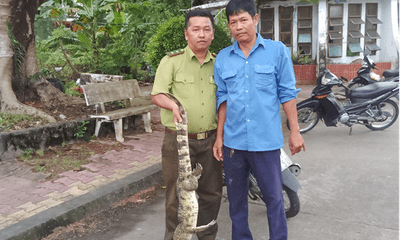 Toàn bộ cá sấu sổng chuồng ra hồ nước công viên Kiên Giang đã bị bắt sau hơn 1 tháng tìm kiếm