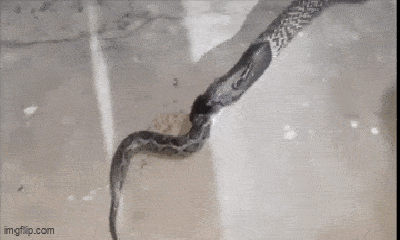 Loài rắn lớn nhất thế giới làm một điều khiến ai cũng nổi da gà