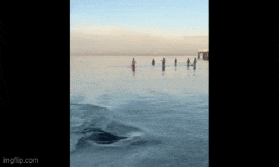 Video-Hot - Hải cẩu săn mồi ngay trước mặt khiến du khách thích thú