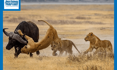 Video: Vừa hạ hục được trâu rừng, 3 sư tử phải cuống cuồng bỏ chạy vì điều này