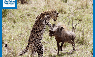 Video: Bắt trộm lợn rừng con, báo đốm bị lợn rừng mẹ húc văng lên không trung