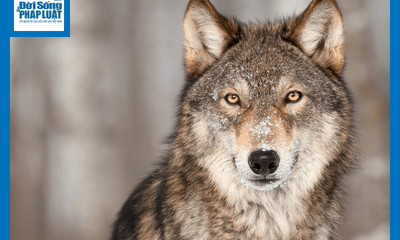 Video: Kinh hoàng khoảnh khắc 2 con chó Béc giê xé xác chó sói
