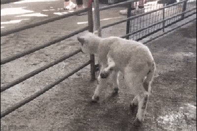 Video: Cận cảnh chú cừu đột biến có 5 chân ở Anh