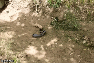 Video: Cầy Mangut đụng độ rắn hổ mang và cái kết bất ngờ