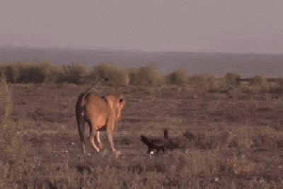 Video: Lửng mật kiên cường đối đầu sư tử, khiến kẻ địch tháo chạy