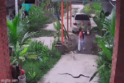 Video - Video: Thấy rắn trườn qua trước mặt, người mẹ hoảng hốt bế con bỏ chạy