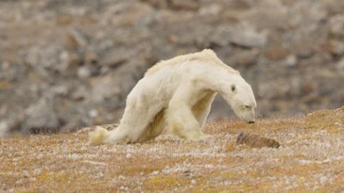 Gấu Bắc Cực đói trơ xương nằm chờ chết - Ảnh 1