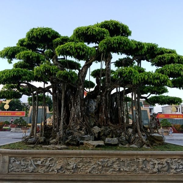 Cây sanh cổ ở Thanh Hóa được khách Nhật định giá hơn 20 ...