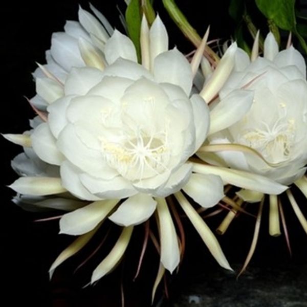 Top 10 Hoa quỳnh đẹp nhất về đêm trong vườn của bạn