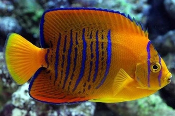 10 loài cá cảnh đắt nhất thế giới  - Ảnh 2