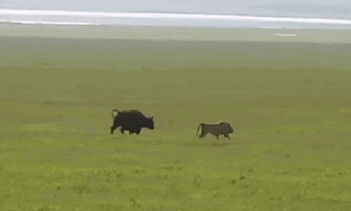 Video - Video: Tấn công trâu rừng, sư tử bị con mồi rượt chạy “té khói”